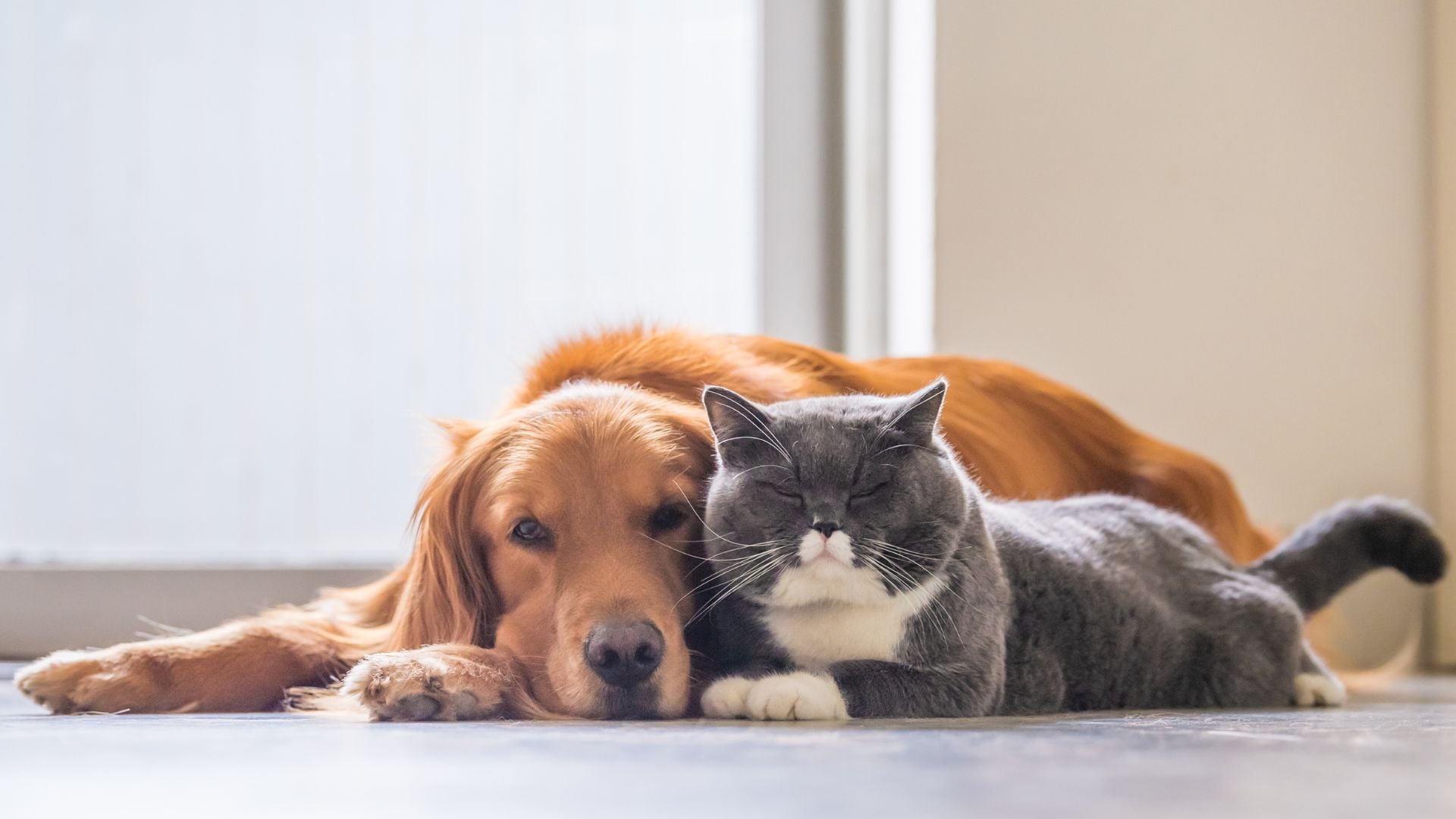 Un perro y un gato se tumban juntos al comienzo de la primavera (Canva)