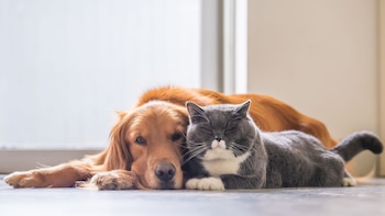 El comienzo de la primavera puede ser una época de estrés para perros y gatos, por lo que es importante detectar los factores que provocan ansiedad estacional