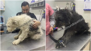 Cachorros maltratados en Texcoco fueron