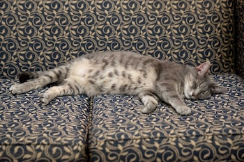 Willow es la única mascota