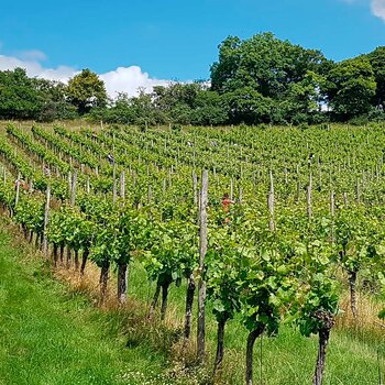 Los viñedos de Javier y