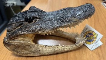 Sorpresa en un aeropuerto de Italia: llevaba una cabeza de cocodrilo disecada en la valija