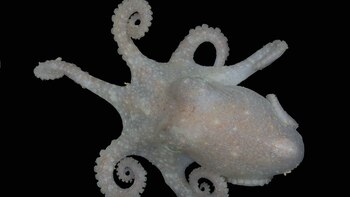 El ADN de los pulpos