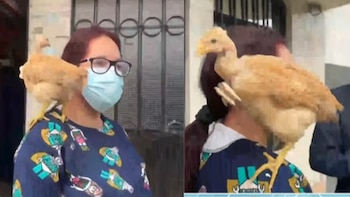 Una mujer con mascarilla médica y anteojos sostiene una gallina de plumaje claro posada sobre su hombro