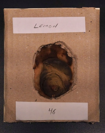 El limón utilizado para escribir