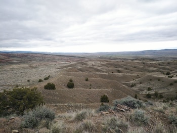 Descubrieron en Wyoming una nueva especie de calamar del Jurásico
