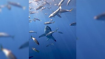 04-01-2022 Un enorme tiburón blanco