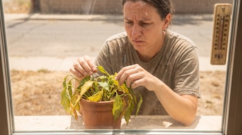 Una mujer con sudor en el rostro mira una planta con hojas amarillas y caídas en una maceta, junto a un termómetro de madera en el marco de una ventana.