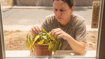Así puedes mantener tus plantas sanas durante olas de calor