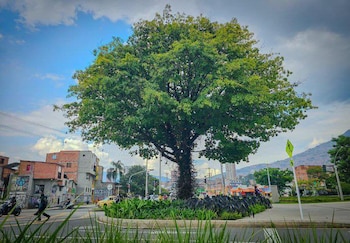 Medellín cuenta con aproximadamente 650.000 árboles, de los cuales 461.720 están registrados en el Sistema de Árbol Urbano (SAU) - crédito Fico Gutiérrez / Facebook