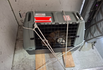 “En el avión tratan a los animales como maletas; a veces es un milagro que lleguen vivos". (Imagen: X)