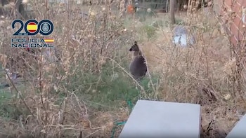 Tres walabíes, dos corzos y 14 perros: rescatan a una veintena de animales en pésimas condiciones en una finca dedicada al cultivo de marihuana