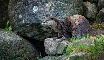 Día Mundial de la Nutria – nutria – Perú – noticias- 27 mayo