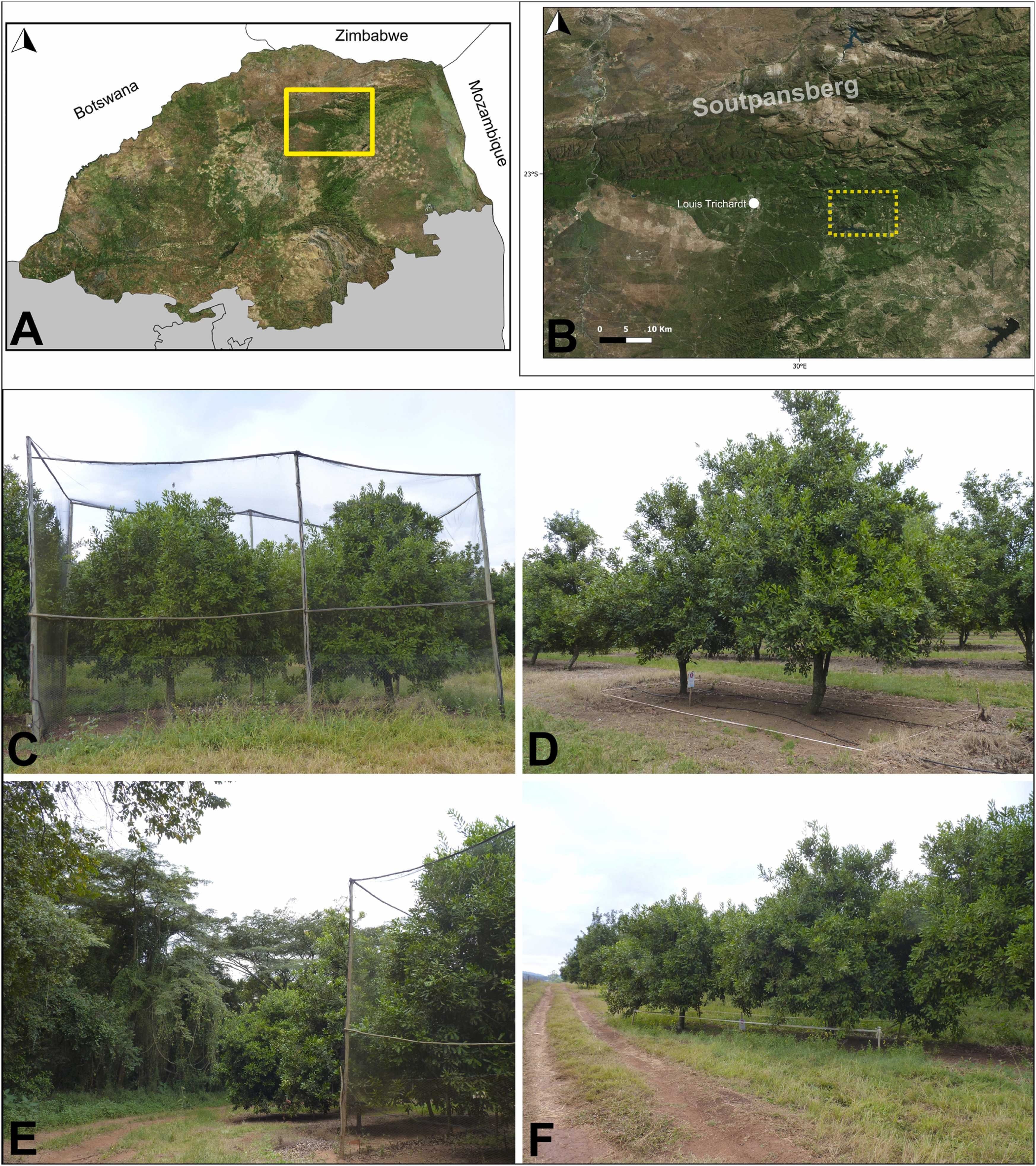 El estudio registró 16 especies de murciélagos y vinculó una mayor actividad de estos mamíferos con un menor daño de artrópodos en las nueces (Gentileza, estudio Los murciélagos y las aves controlan las polillas tortrícidas, plagas comunes en los huertos de macadamia de Sudáfrica, publicado en Agriculture, Ecosystems and Environment)