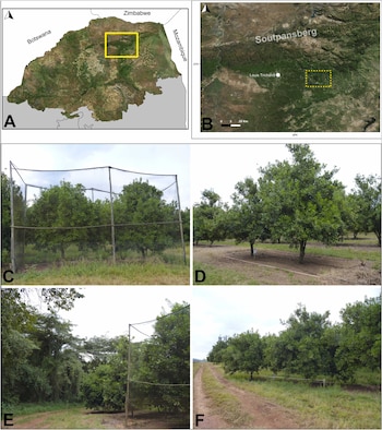 Mapas satelitales de la región de Soutpansberg en Sudáfrica y fotografías de árboles de cultivo en parcelas protegidas con redes