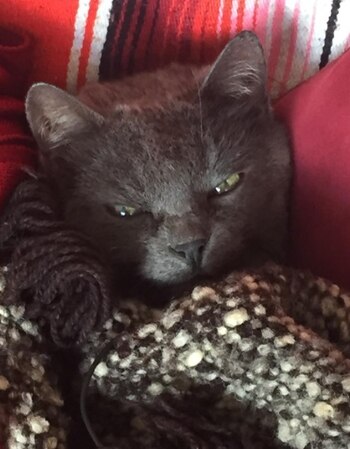 Cony Camelo confirmó la pérdida