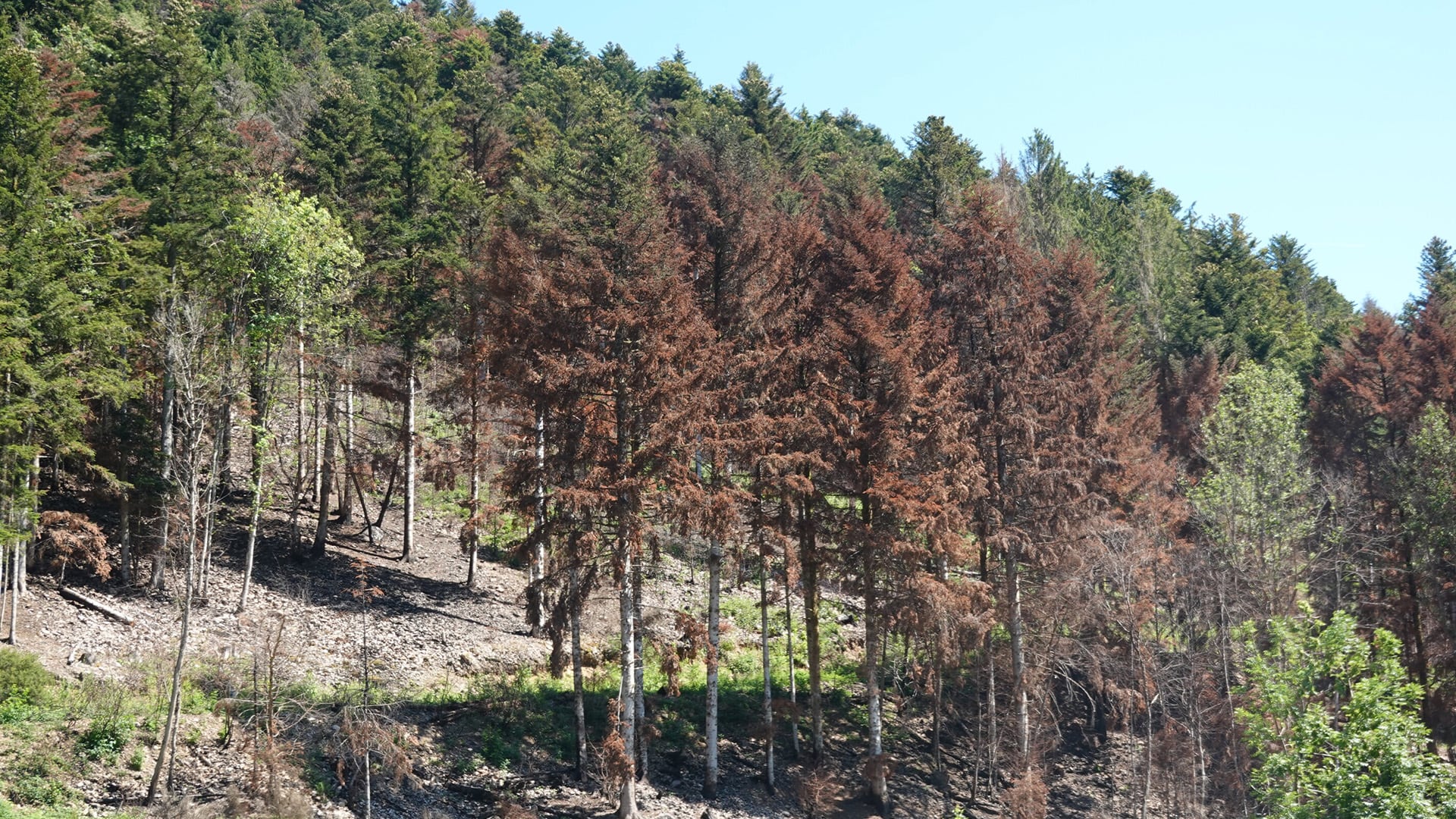 La mortalidad prematura de los árboles en Europa también aumenta después de primaveras inusualmente cálidas o húmedas, según un estudio en bosques de Francia (C. Piedallu)