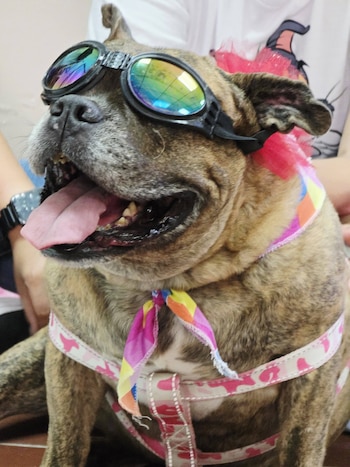 PAWS & PAUSE UES: el programa con perros que quiere hacer más amable la semana de evaluaciones (Foto cortesía Facultad de Ciencias Agronómicas)