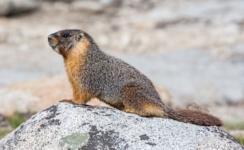 Antes de llegar a Norteamérica,