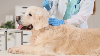 Un veterinario se acerca para colocar una pipeta en un perro.