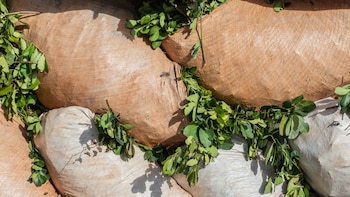 La cadena de la yerba mate suma flexibilidad para responder a cambios en la demanda