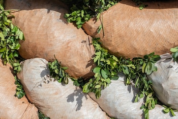 Hasta ahora, la cantidad mensual de estampillas que podía solicitar cada operador, expresada en kilogramos, no debía superar el promedio de las salidas de yerba mate envasada y estampillada informado durante los tres últimos períodos mensuales vencidos (Foto: Shutterstock)