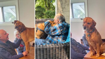 El canino es el animal