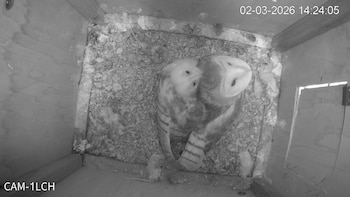 Los primeros polluelos de lechuza