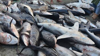 Uma cortina de fumaça continua