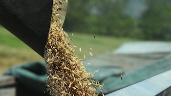 Honduras acuerda precio de garantía para el arroz y asegura la compra del 100 % de la cosecha nacional