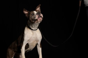 Gasper todavía busca un hogar