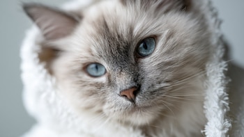Un estudio identificó la posible razón detrás de las manchas negras que afectan la córnea de los gatos
