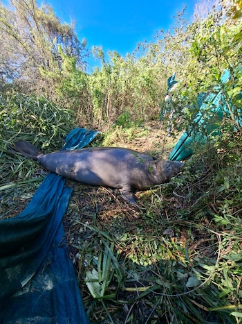 La Fundación Temaikén afirmó que la presencia de elefantes marinos en zonas con desembocadura al río suele ser frecuente debido a sus rutas migratorias