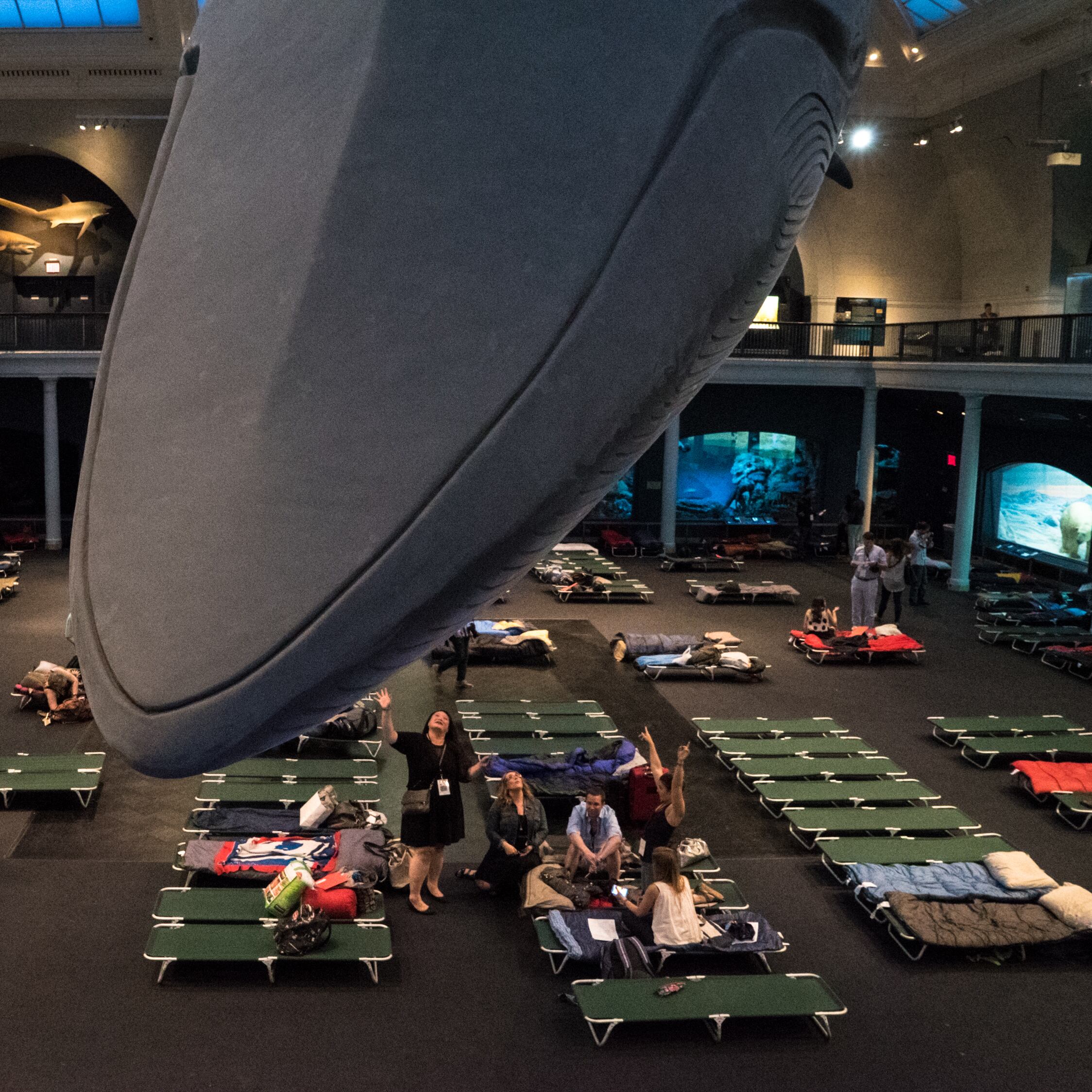 El icónico “A Night at the Museum” de Nueva York permite dormir bajo la imponente ballena azul de 29 metros, combinando ciencia, historia y aventura nocturna.