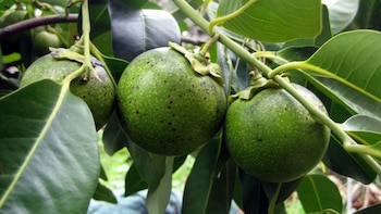 Zapote Negro: estos son los