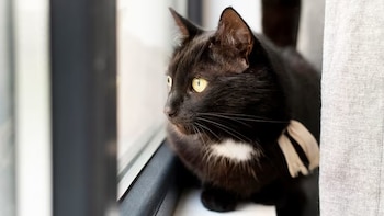Gato negro con una mancha blanca en el pecho sentado junto al marco de una ventana cerca de una cortina