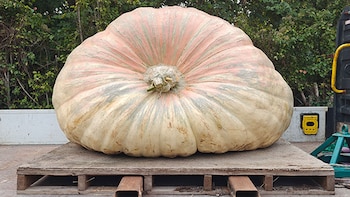 Un británico cultivó una calabaza de casi 1.300 kilos y volvió a batir su propio récord
