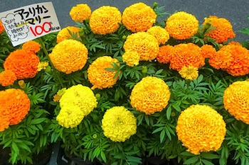 Las diferencias de las flores