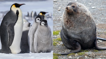 El cambio climático convierte al pingüino emperador y al lobo marino antártico en especies en peligro de extinción