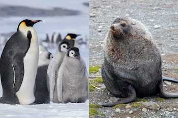 El pingüino emperador y el lobo marino antártico