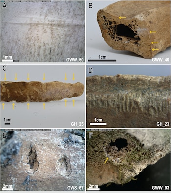Seis fragmentos de hueso con diversas texturas, secciones transversales, orificios y elementos biológicos como larvas y vegetación