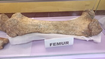 A femur from an Ice