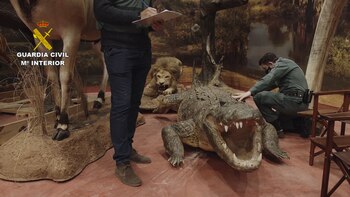 Animales disecados decomisados en Betera,