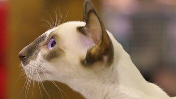 Estos gatos son muy inteligentes