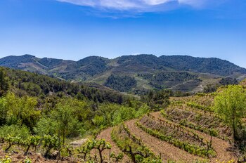 Paisaje de viñas en el