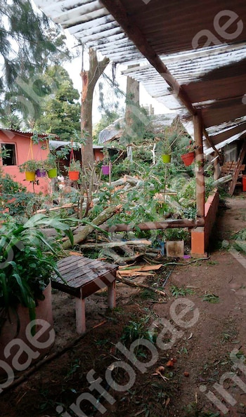 Cayeron dos árboles de su casa sobre la del vecino durante un temporal y deberá indemnizarlo