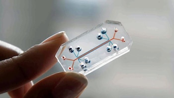 Crean un modelo de intestino humano dentro de un chip para descubrir las causas de una enfermedad