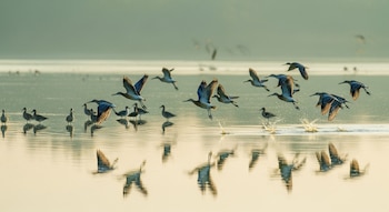 Un grupo de aves alza el vuelo de un cuerpo de agua mientras otras aves permanecen en el agua al amanecer.