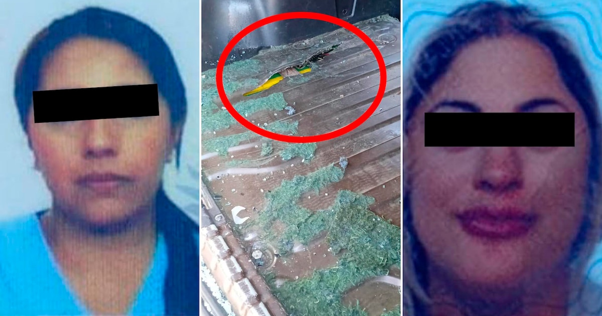 A Gendarmerie doctor and a cosmologist were arrested with 70 kilos of cocaine: the unusual reason they were discovered