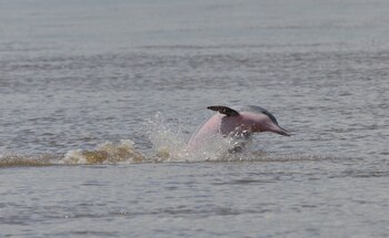 Durante sus décadas de trabajo,
